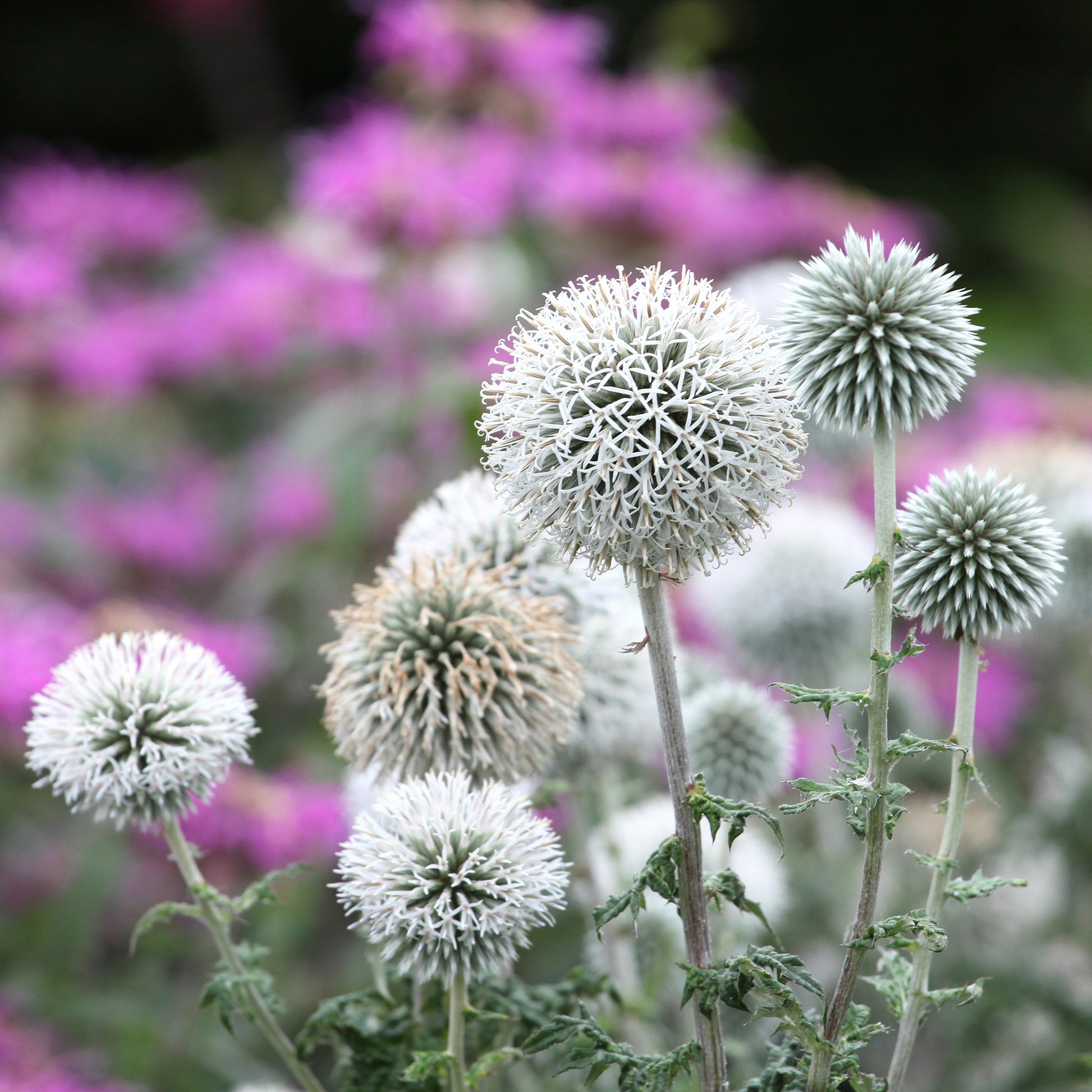 Echinops bannaticus star frost - Boule azurée Star Frost - Chardon boule - 