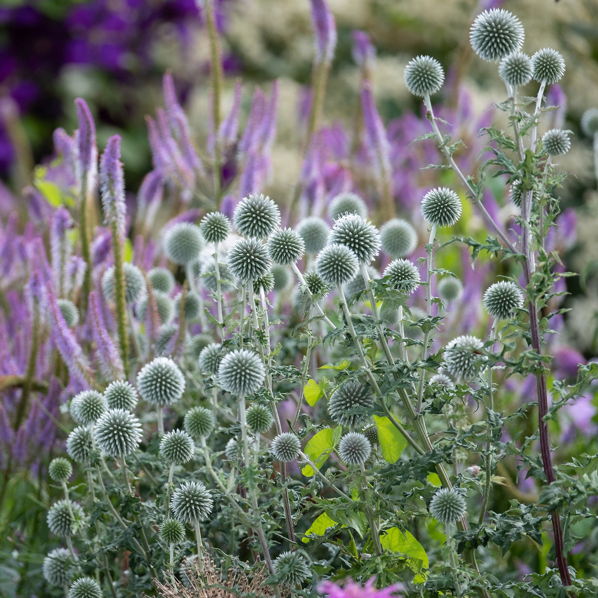 Plantes vivaces - Boule azurée Star Frost - Chardon boule - Echinops bannaticus star frost
