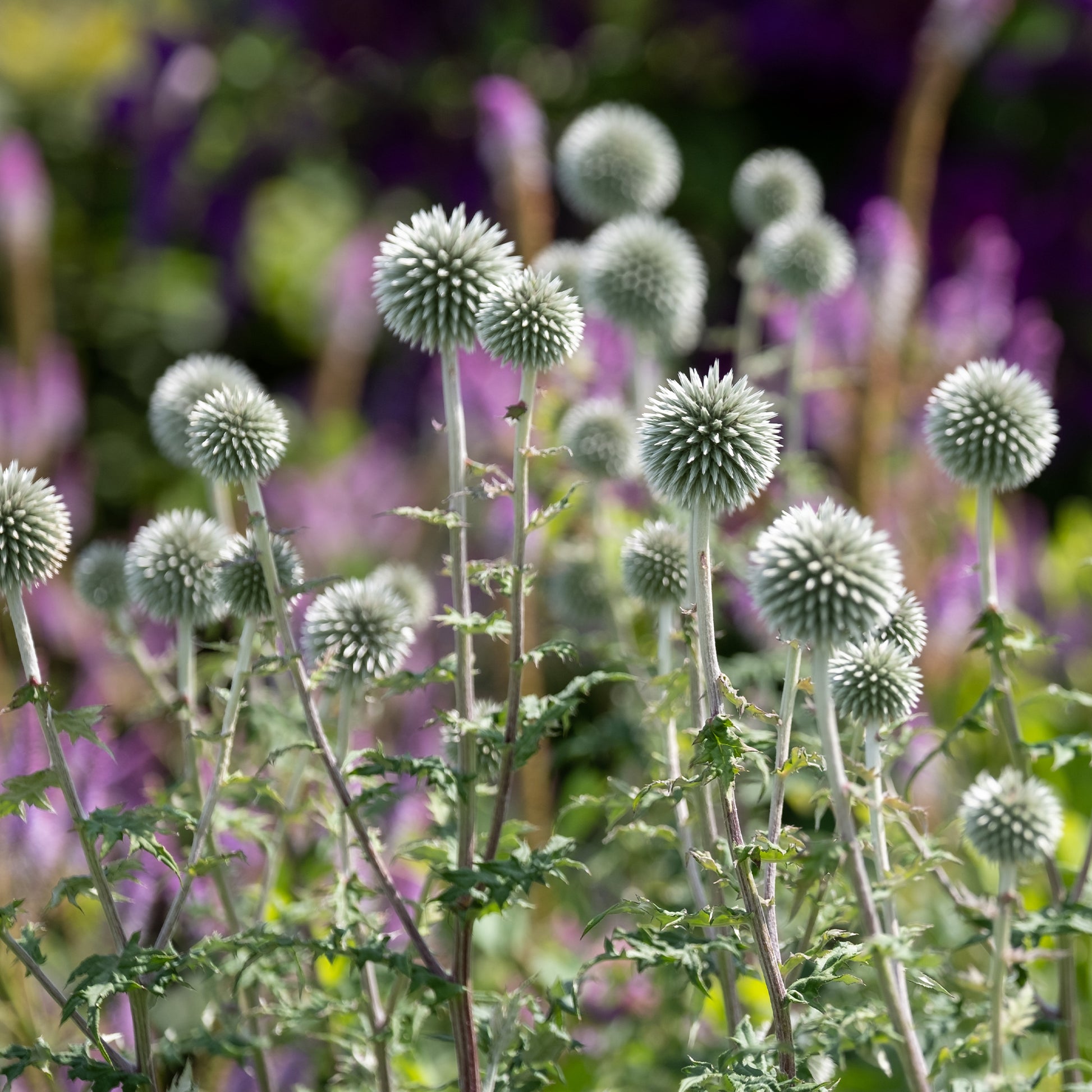 Boule azurée Star Frost - Chardon boule - Echinops bannaticus star frost - Bakker