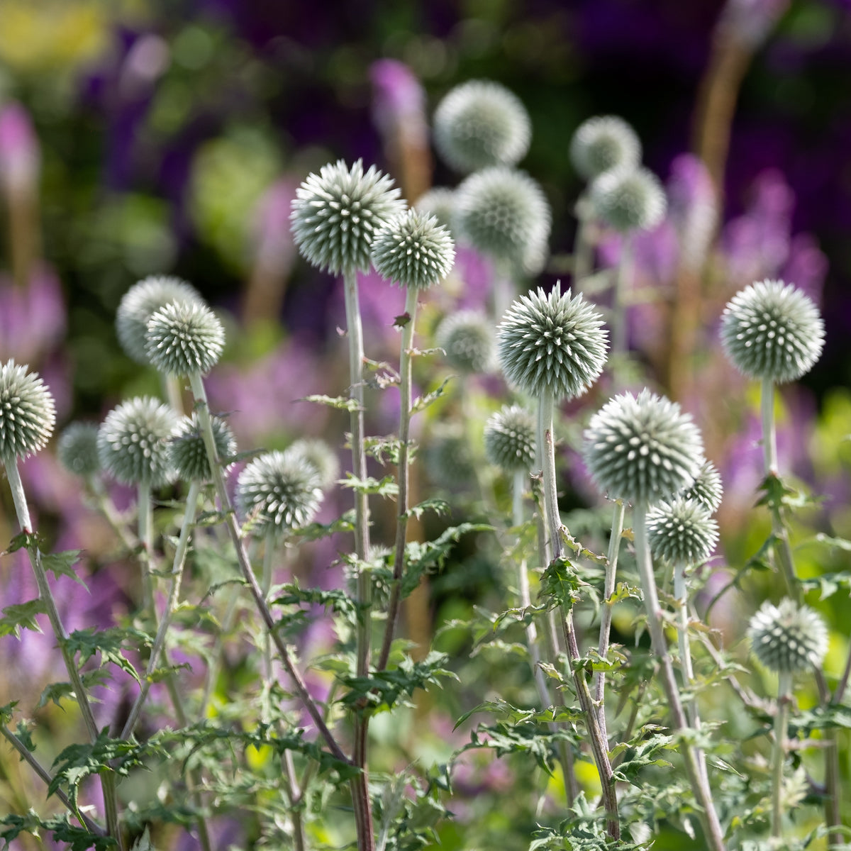 Boule azurée Star Frost - Chardon boule - Echinops bannaticus star frost - Bakker