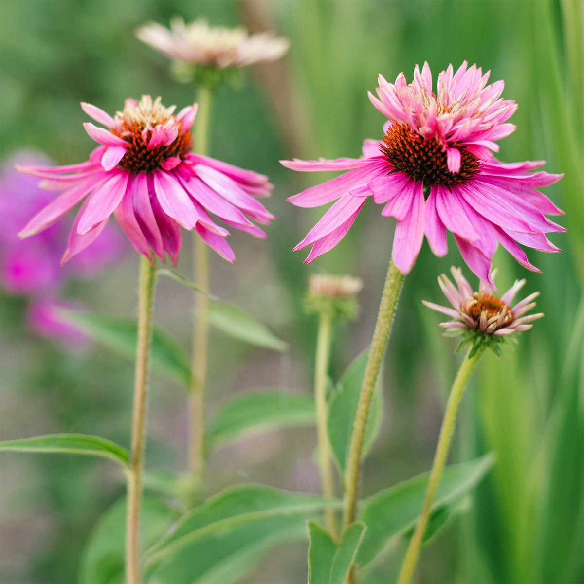 Echinacée pourpre Double-Decker  - Echinacea purpurea double-decker - Bakker