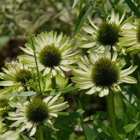 Échinacée pourpre Green Jewel - Echinacea purpurea green jewel - Bakker