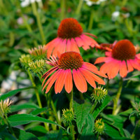 Échinacée pourpre Julia - Echinacea purpurea julia - Bakker