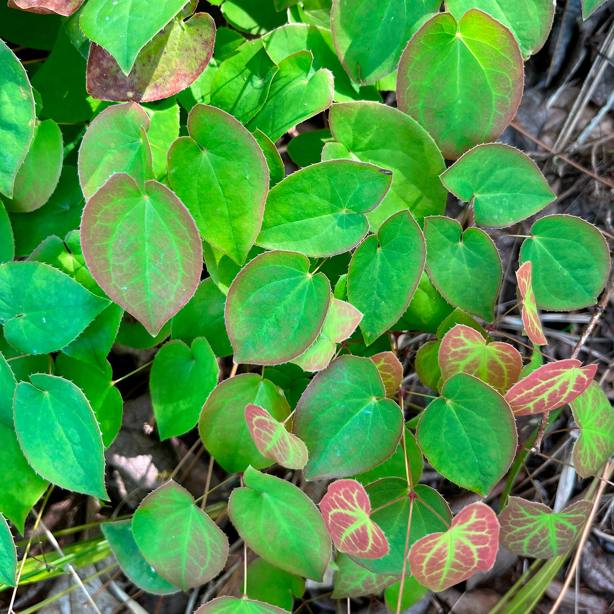 Epimedium des Alpes