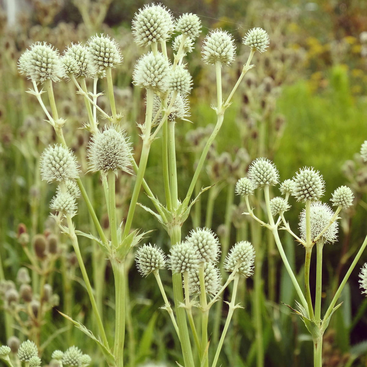 Eryngium yuccifolium - Panicaut à feuilles de yucca - Panicaut