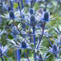 Eryngium zabelii big blue - Panicaut hybride Big Blue - Panicaut