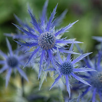 Panicaut hybride Big Blue - Eryngium zabelii big blue - Bakker