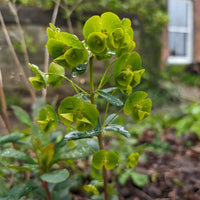 Euphorbe de Mrs. Robb - Euphorbia amygdaloides subsp. robbiae - Bakker