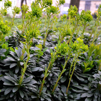 Euphorbia amygdaloides subsp. robbiae - Euphorbe de Mrs. Robb - Euphorbe