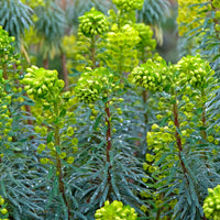 Vente Euphorbe characias Blue Wonder - Euphorbia characias blue wonder