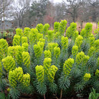 Euphorbe characias Blue Wonder - Bakker