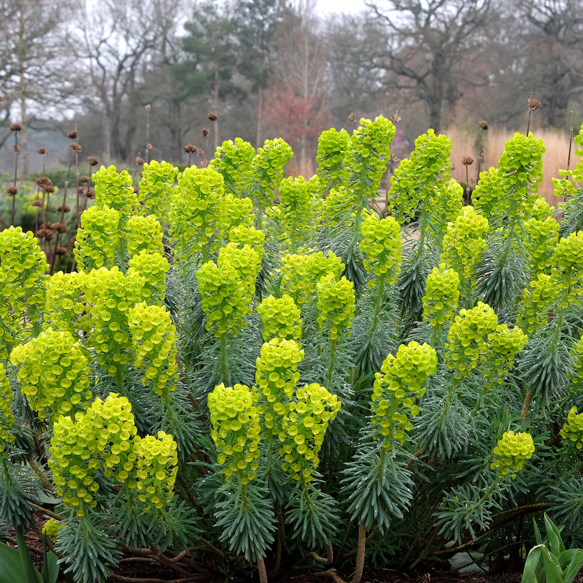 Euphorbe characias Blue Wonder - Bakker
