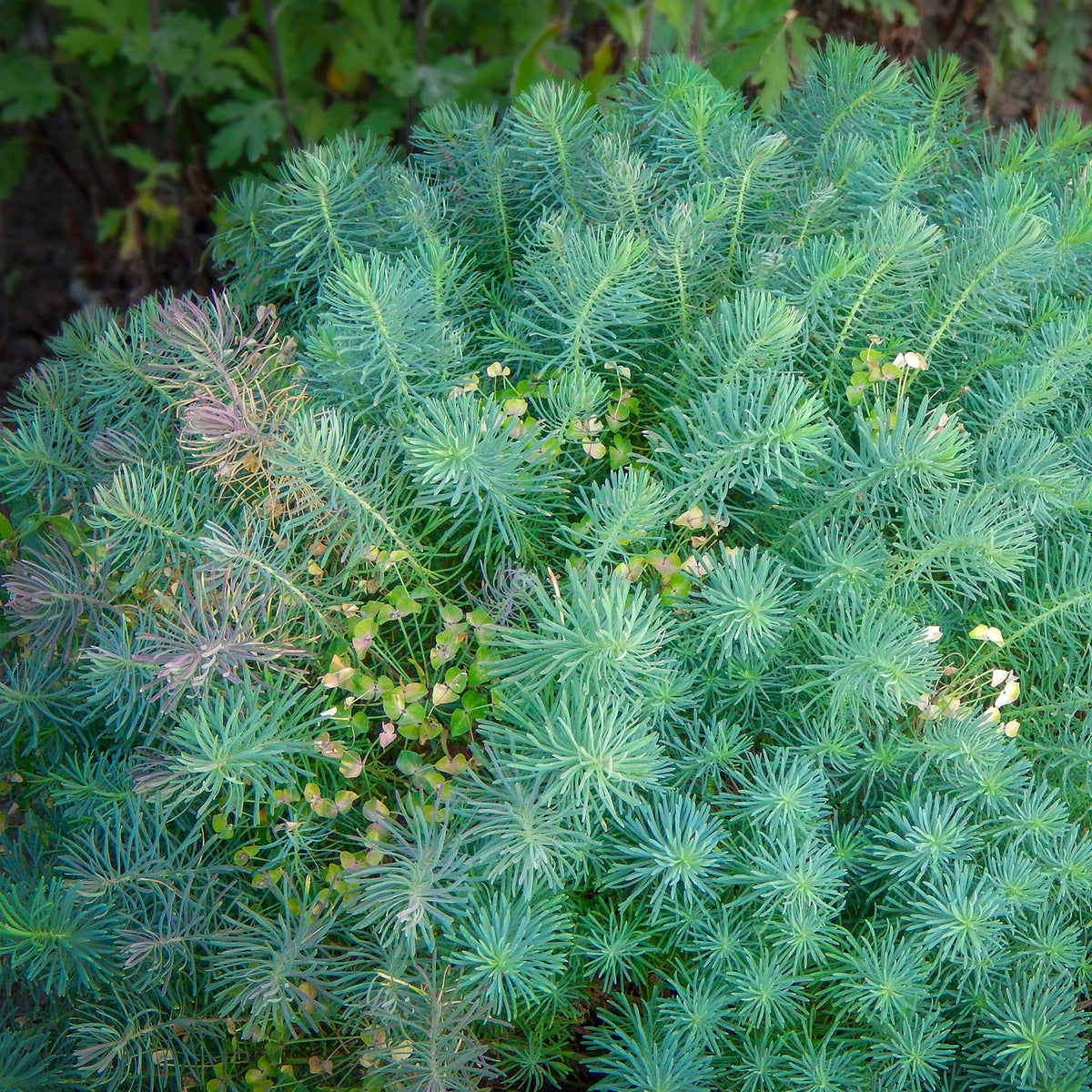Vente Euphorbe petit-cyprès Clarice Howard - Euphorbia cyparissias clarice howard