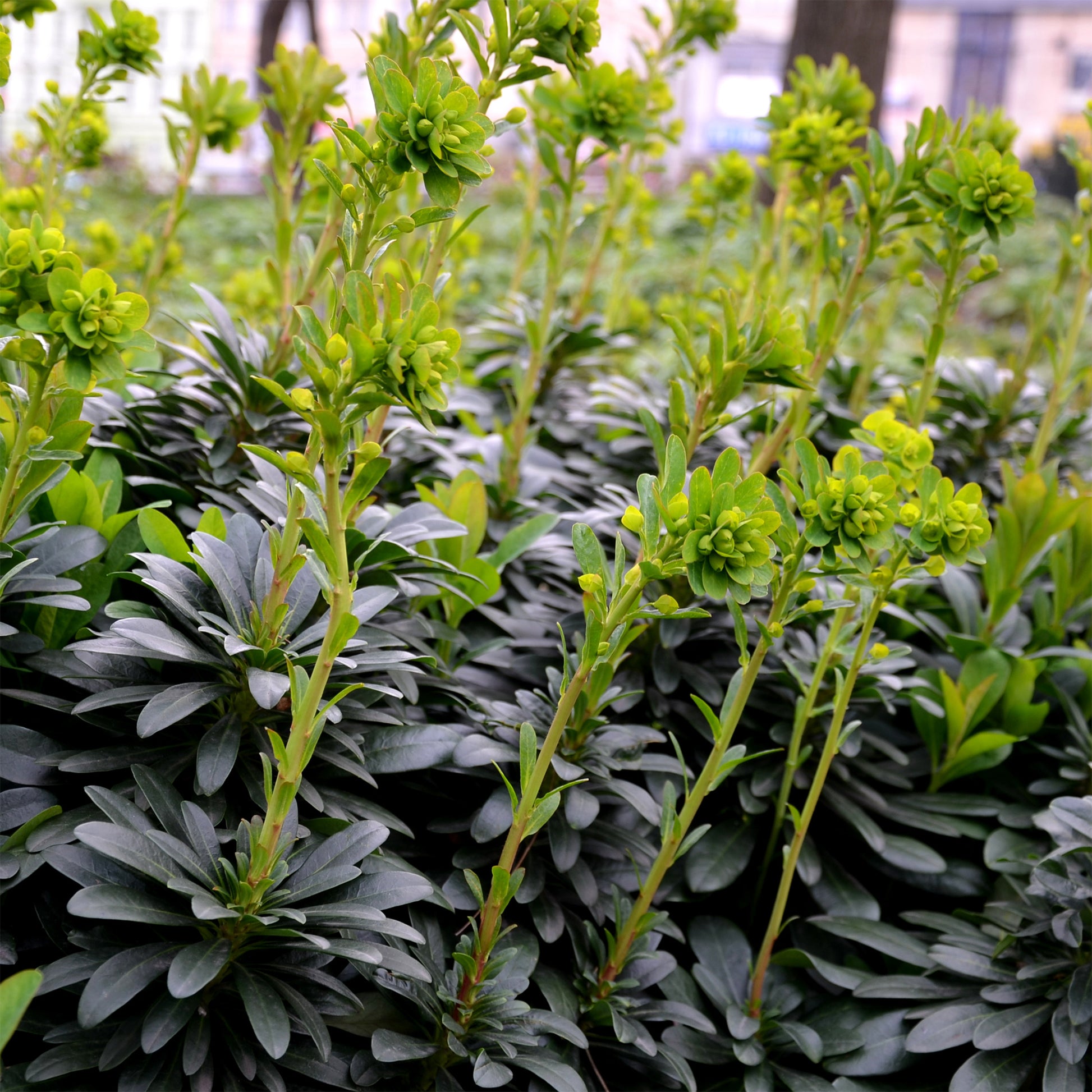 Euphorbe des bois - Euphorbia characias tasmanian tiger - Bakker