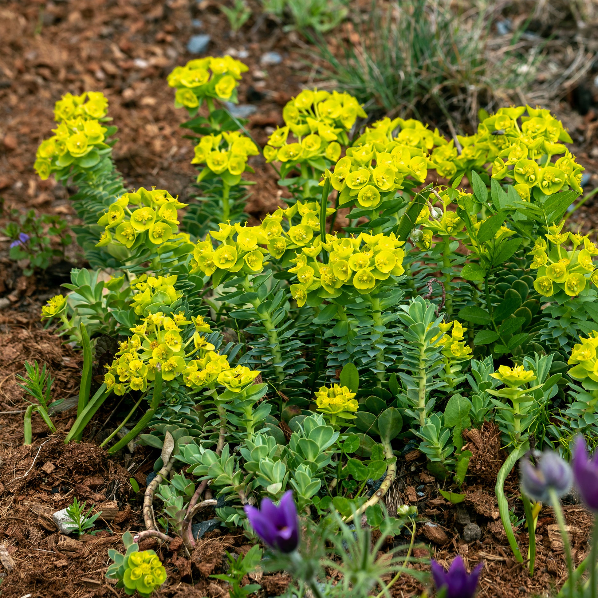 Vente 3 Euphorbes de Corse - Euphorbia myrsinites