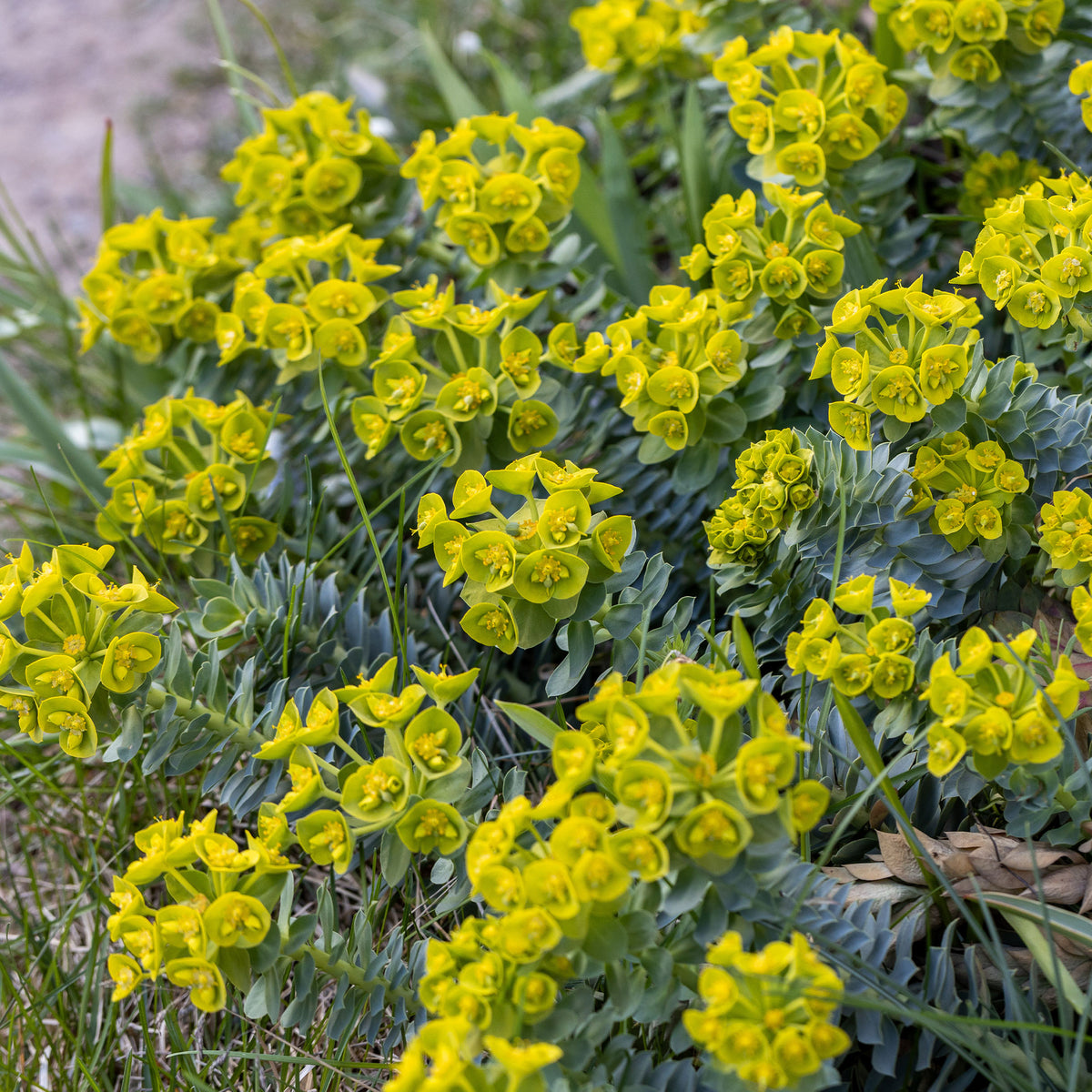 Euphorbe de Corse - Euphorbe - Bakker