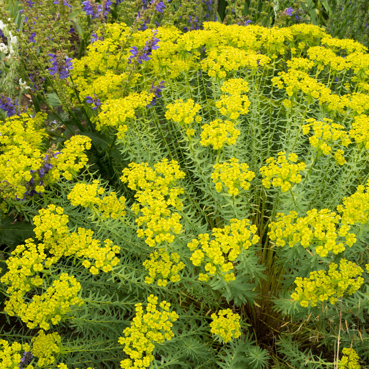 Euphorbia seguieriana subsp. niciciana - Euphorbe de Sibérie - Euphorbe