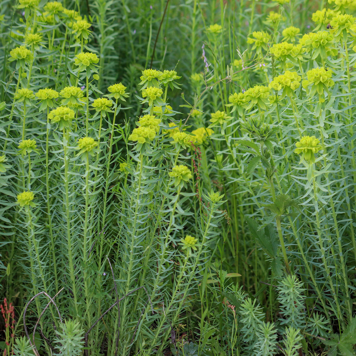 Euphorbe de Sibérie - Euphorbia seguieriana subsp. niciciana - Bakker