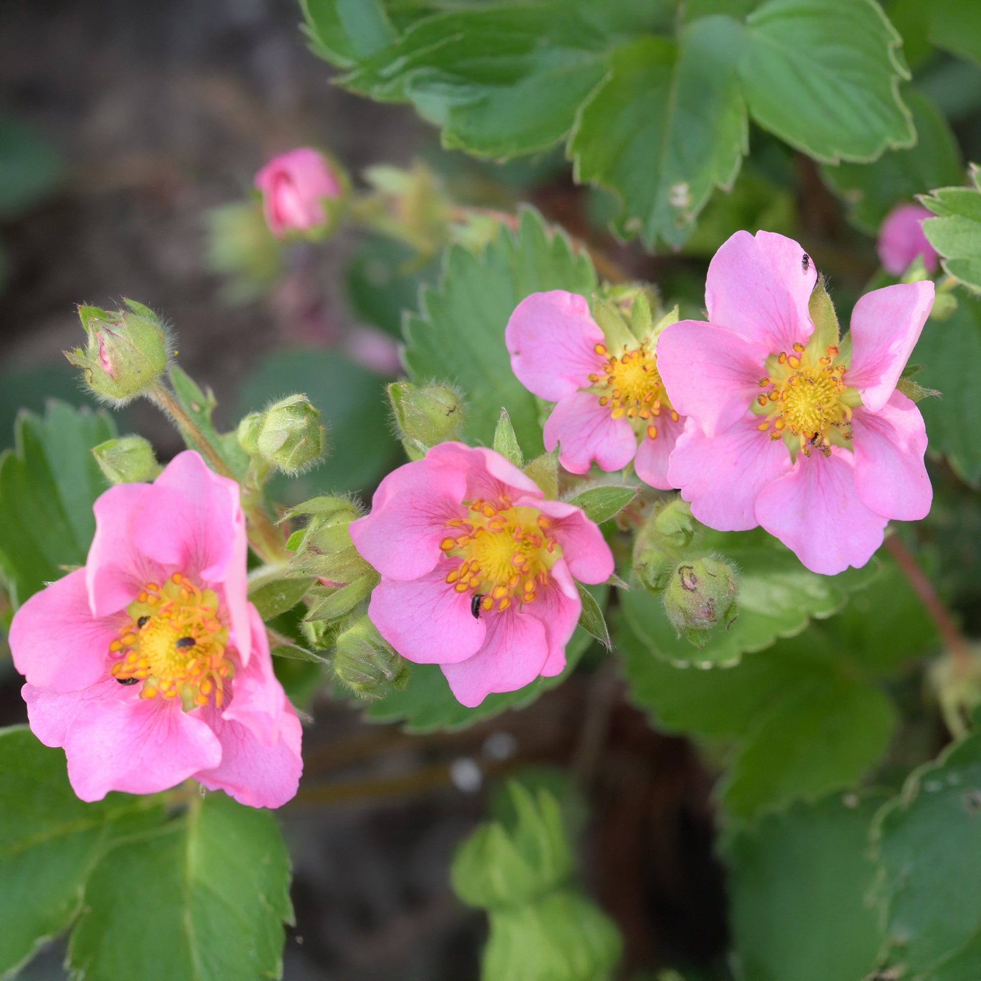Vente Fraisier rose Pink Panda - Fragaria comarum Pink Panda