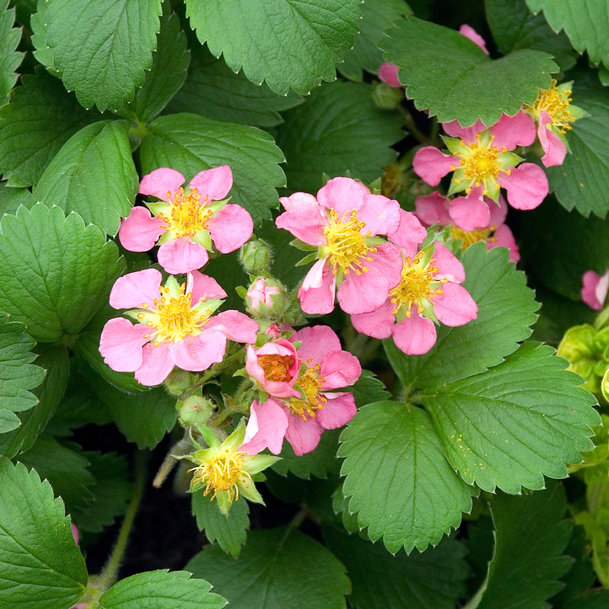 Fraisier rose Pink Panda - Fragaria comarum Pink Panda - Bakker