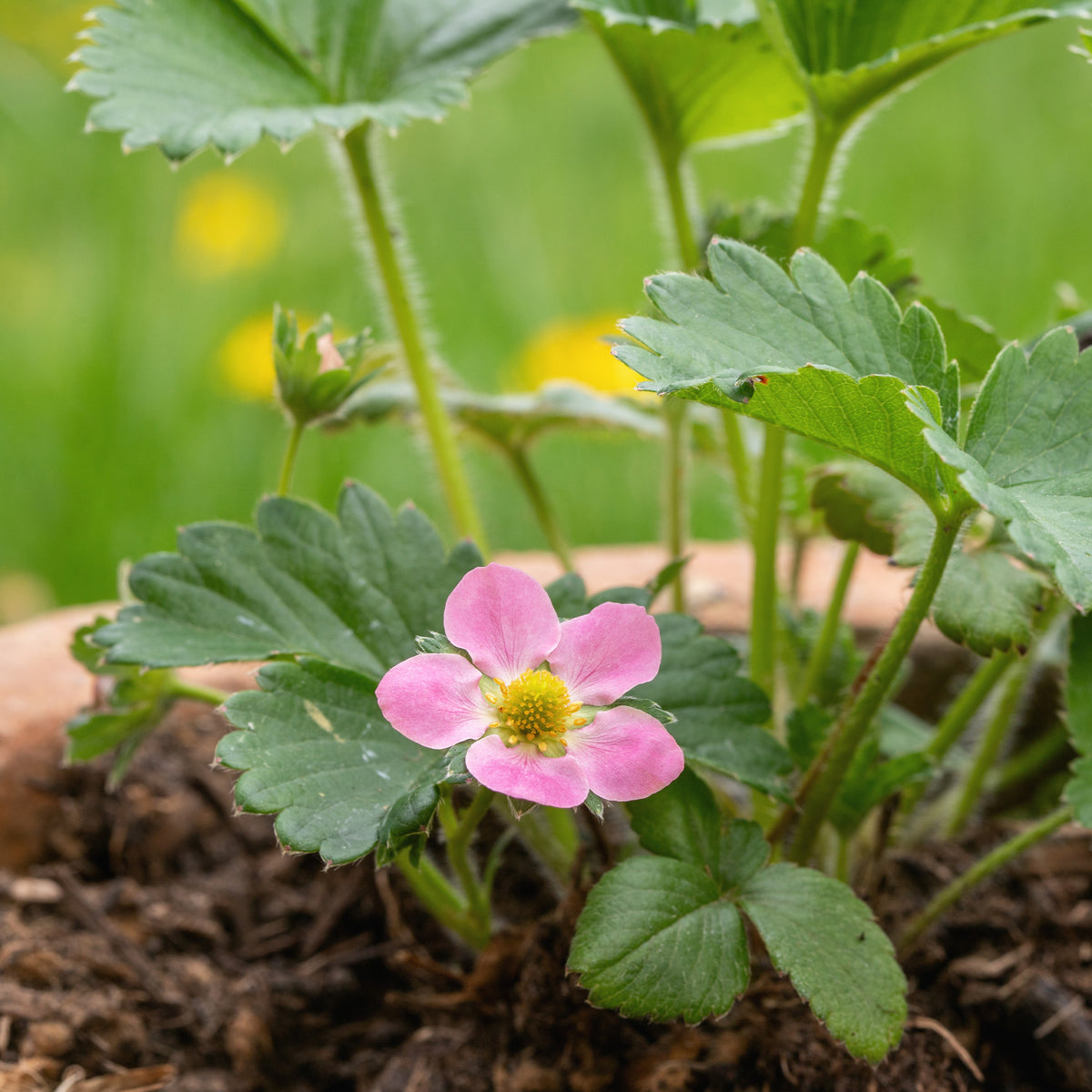 Fragaria comarum Pink Panda - Fraisier rose Pink Panda - Fraisiers