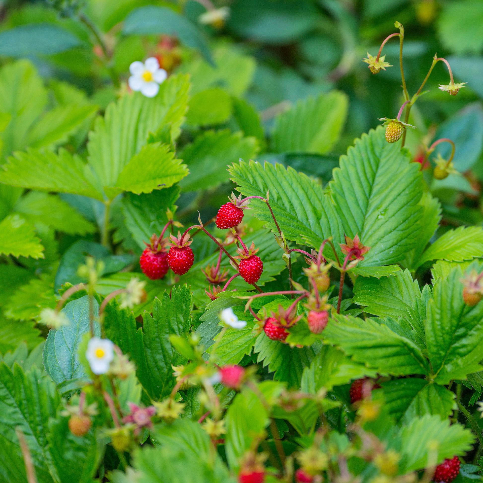 Fraisier des bois - Fragaria vesca - Bakker