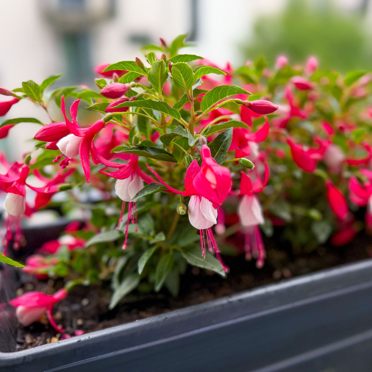 Fuchsia - Fuchsia Mme Cornelissen - Fuchsia Madame Cornelissen
