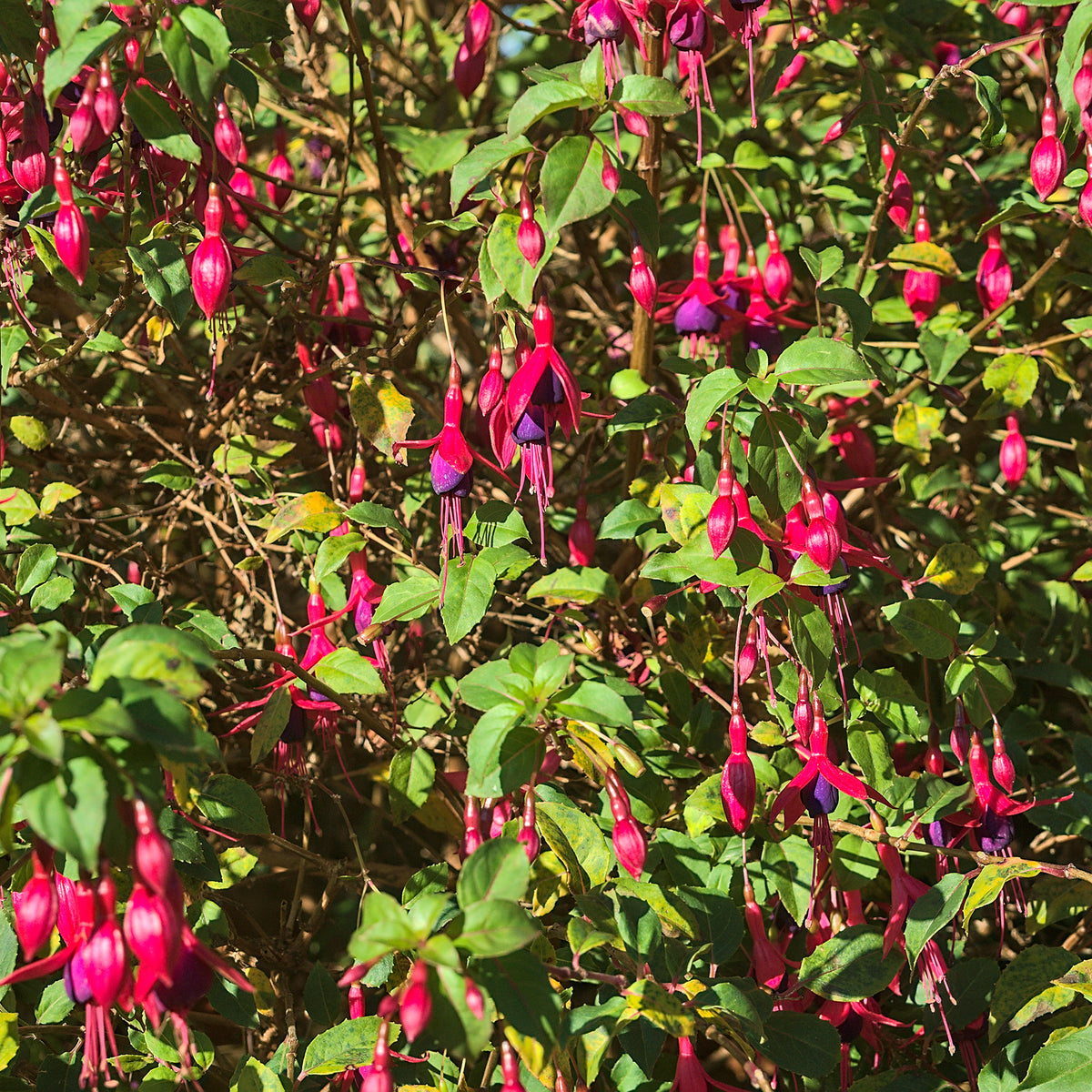 Vente 3 Fuchsias Riccartonii