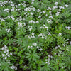 3 Aspérules odorantes - Petits Muguet - Bakker
