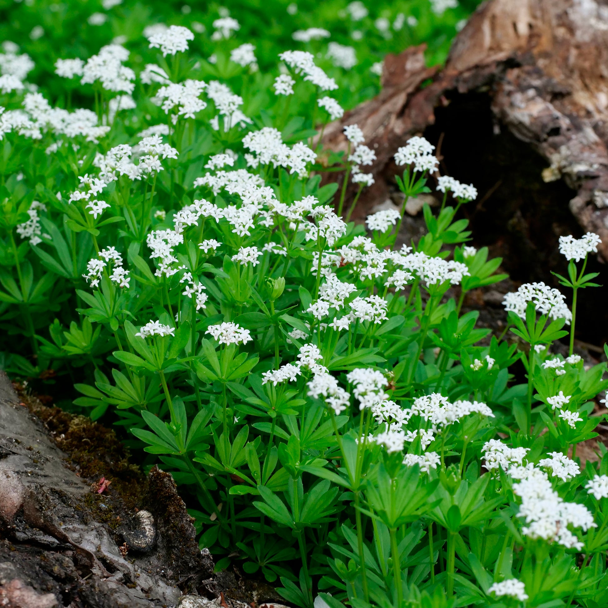 Plantes couvre-sol - Aspérule odorante - Petit Muguet - Galium odoratum