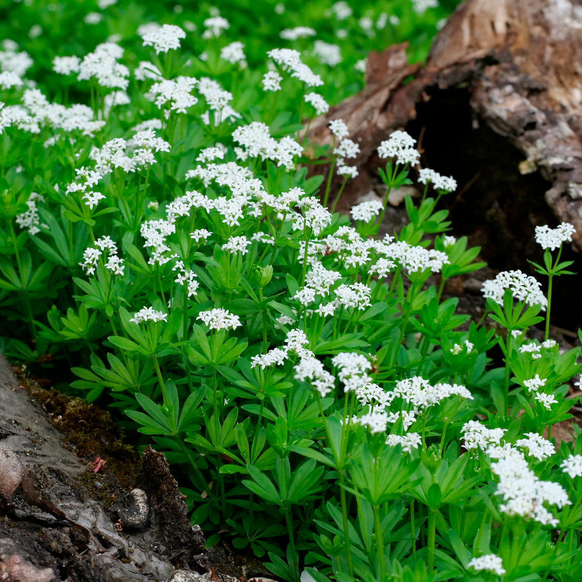 Plantes couvre-sol - Aspérule odorante - Petit Muguet - Galium odoratum