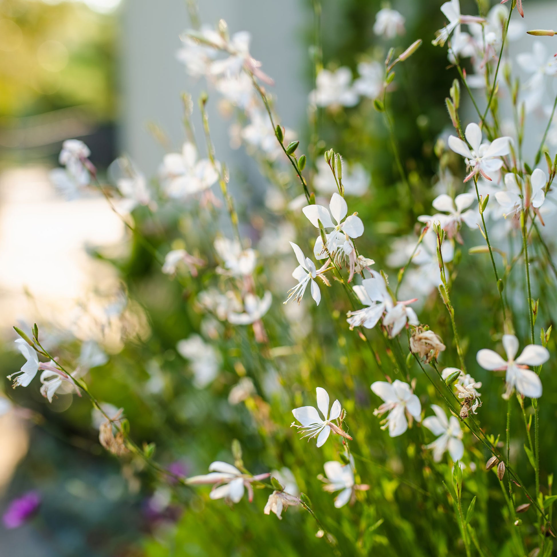 Gaura Snowstorm - Bakker
