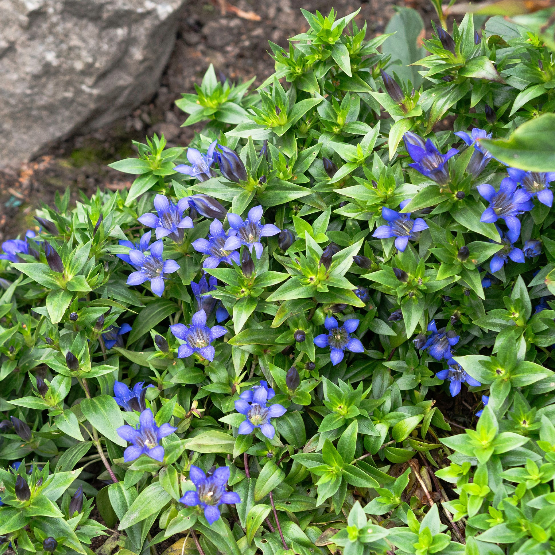 Gentiana septemfida - Gentiane chinoise d'automne - Vivaces fleuries