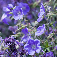 Géranium vivace Brookside - Bakker