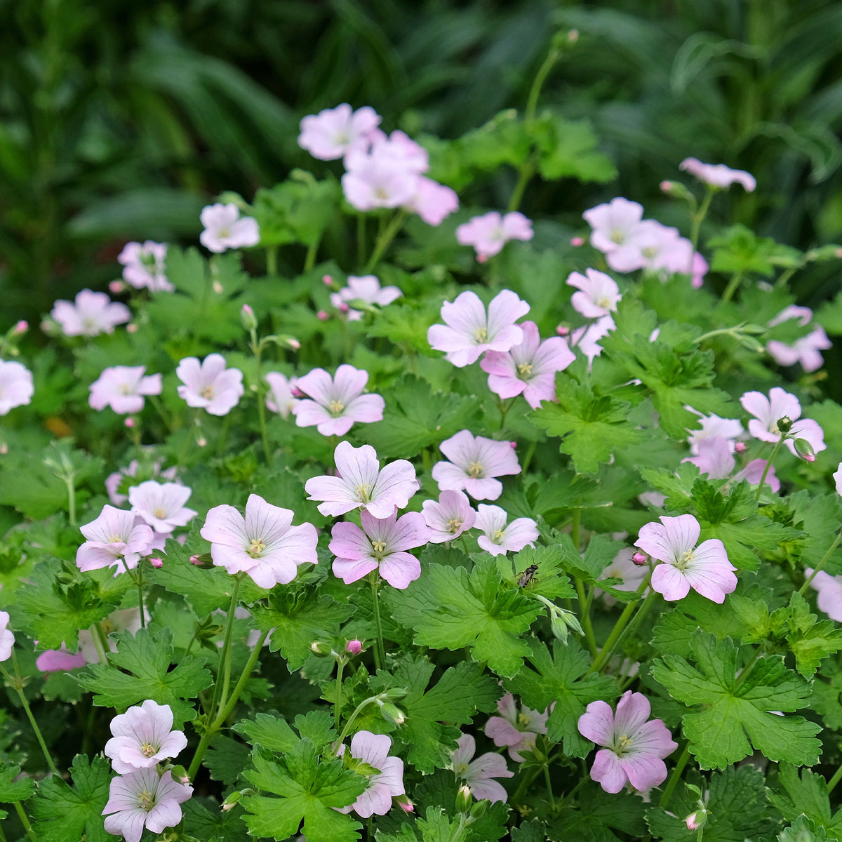 Géraniums - Géranium vivace Dreamland - Geranium bremdream dreamland