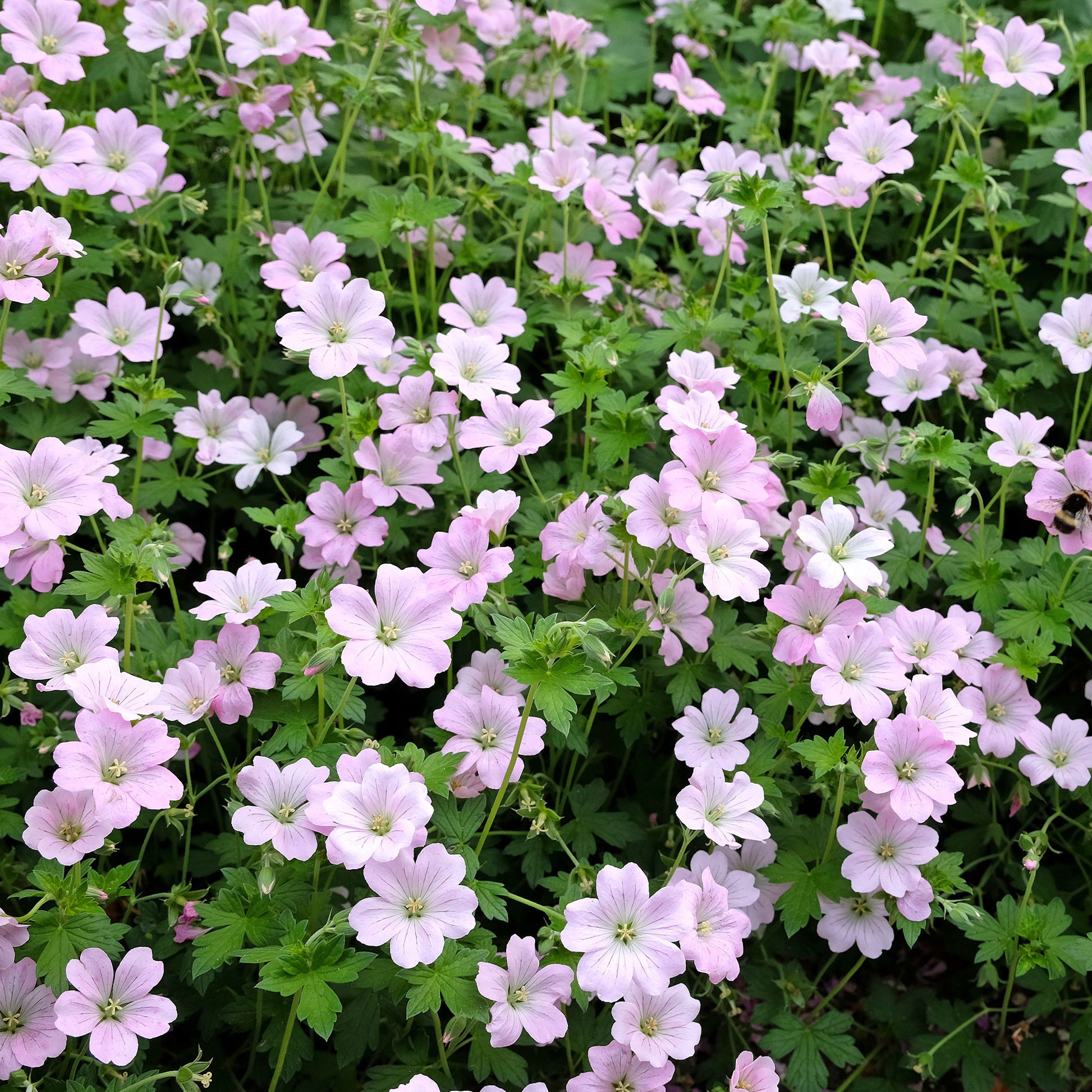 Géranium vivace Dreamland - Geranium bremdream dreamland - Bakker