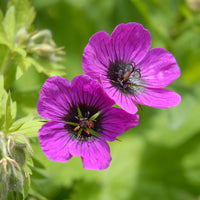 Géranium vivace Patricia - Bakker