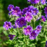 Geranium ibericum - Géranium vivace ibérique - Géraniums