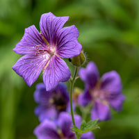 Géranium vivace ibérique - Geranium ibericum - Bakker
