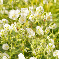 Géranium vivace à fleurs blanches - Geranium phaeum album - Bakker