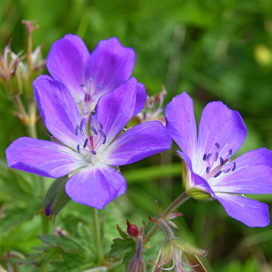 Géranium vivace des près - Bakker
