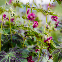 Geranium phaeum samobor - Géranium brun Samobor - Géraniums