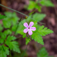 Géranium Herbe à Robert - Geranium robertianum - Bakker