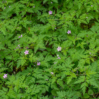 Géranium Herbe à Robert - Bakker
