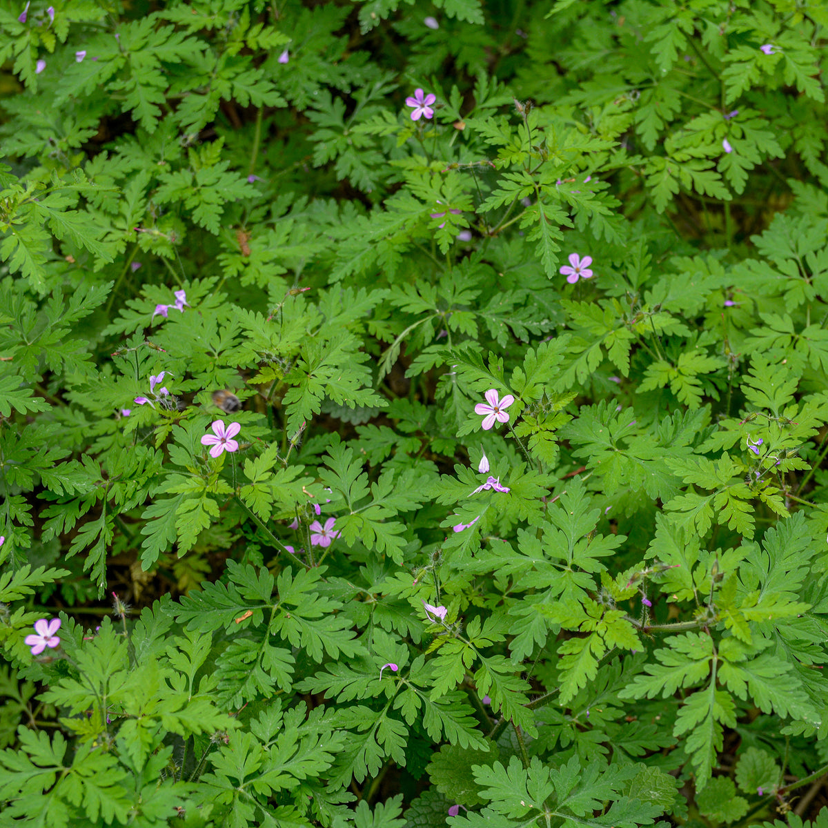 Géranium Herbe à Robert - Bakker