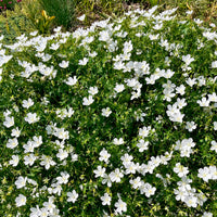 Géranium vivace Album - Geranium sanguineum Album - Bakker