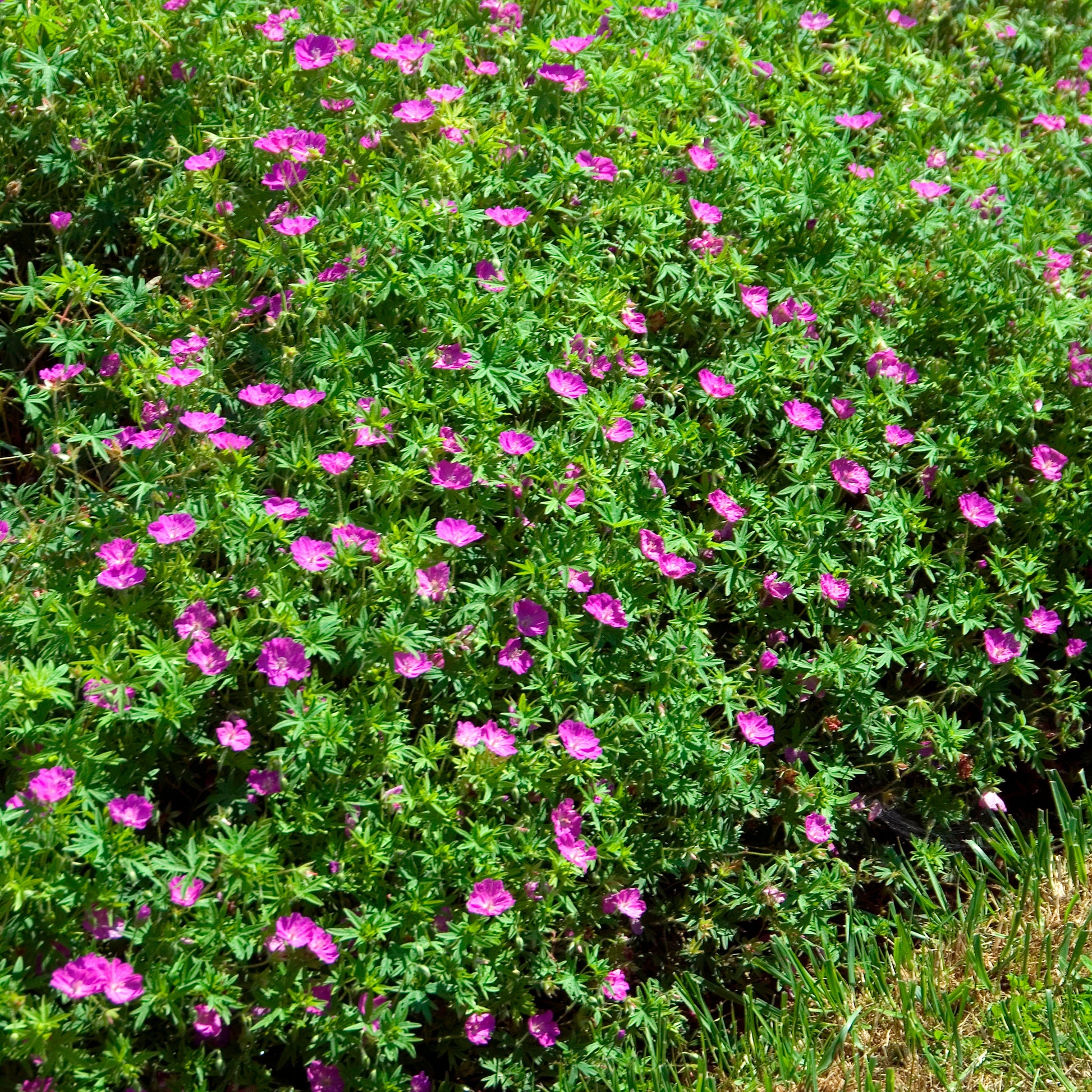 Géranium vivace sanguin Compactum - Geranium sanguineum compactum - Bakker