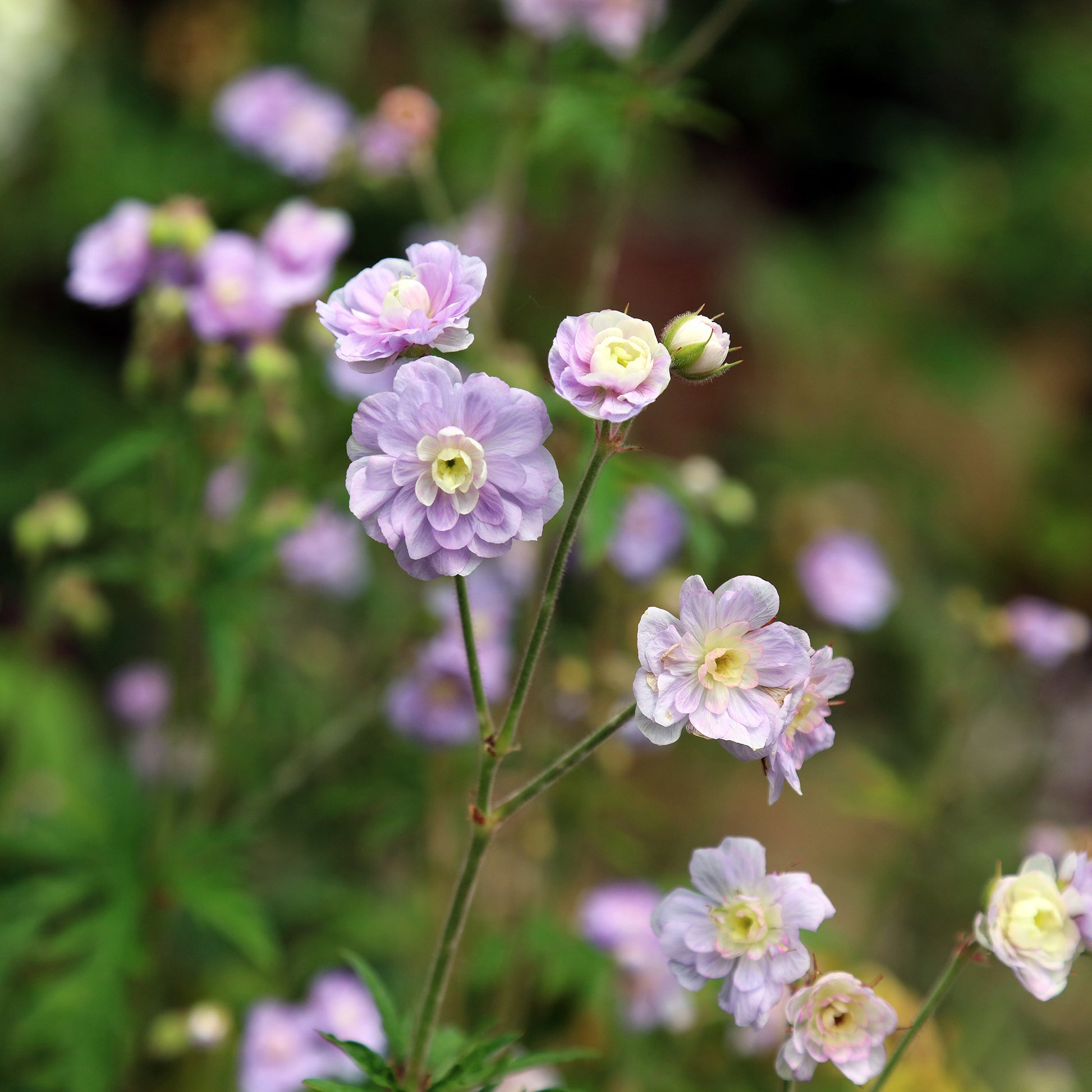 Géranium vivace Summer Skies - Geranium pratense Summer Skies - Bakker