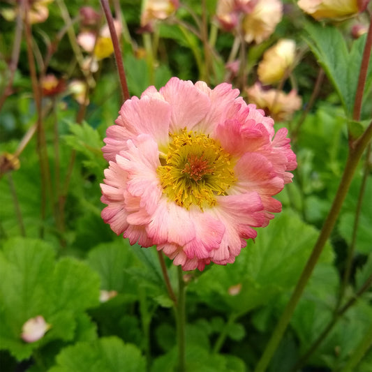 Benoîte Mai Tai - Bakker