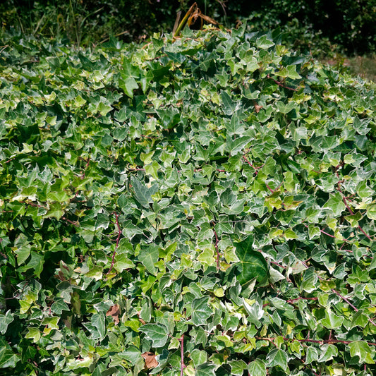 Lierre commun Glacier - Bakker